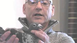 PETER MARTIN Peter one of Irelands most respected pigeon fanciers talks  about WRIGHT BROS