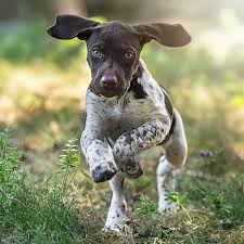 Search through thousands of german shorthaired pointer dogs adverts in the usa and europe at animalssale.com. German Shorthaired Pointer Dog Breed Everything About German Shorthaired Pointer