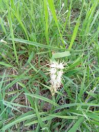 Image result for Glossostelma spathulatum