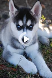 A Tale Of Two Huskies In 2020 Husky Tales Celebrity Wallpapers