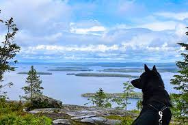 Hill kolis, sea kolis, son kolis. The Magical Landscape Of Koli Is The Most Finnish View Ever Finland Naturally