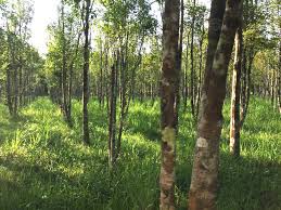 Agarwood is a marvelous though pathological phenomenon. Ingredient Profile Agarwood Oud Iberchem