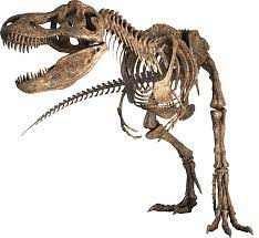 Tyrannosauruscleaner Png 1178 1080 Fossils Dinosaur Fossils Dinosaur Skeleton