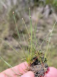 Image result for Eleocharis atropurpurea