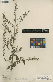 Image result for Tinnea antiscorbutica