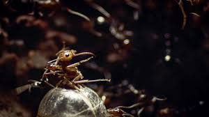 These plugs do not work for insects. Ants Rip Queen S Legs Off Empire Of The Desert Ants Bbc Earth Youtube