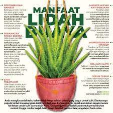 Check spelling or type a new query. Lidah Buaya Dan Manfaatnya Yang Besar Bagi Anda Grafis Tempo Co