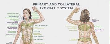 The Lymphatic System Is One Of The Most Overlooked Systems In The Body Despite The Fact It Plays A Central Healthy Lymphatic System Lymphatic System Lymphatic