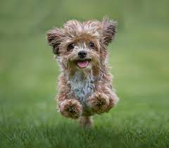 Shop chewy for low prices and the best dog food storage containers & accessories! How Dogs Read Our Minds Spot When We Re Lying And Fall In Love With Their Owners Country Life