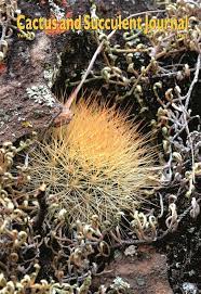 The moving wall represents the time period between the last issue available in jstor and the most recently published issue of a journal. Volume 90 Issue 1 Cactus And Succulent Journal