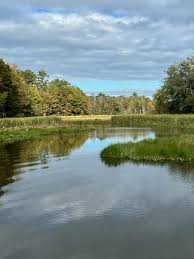 Image result for Oxycaryum