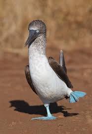Bird With Blue Feet Galapagos Pin On Blue Footed Boobies
