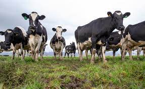 Nz Dairy Production Hits Record In 2020 Despite Lower Cow Numbers Nz Herald