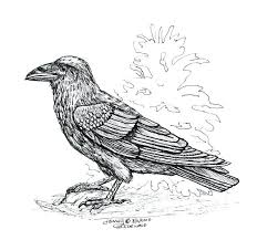 Coloring pages to download and print. Raven Coloring Page Pin Drawn Raven Crow Beak 1 Raven Coloring Pages Free Raven Color Crow Beak Raven