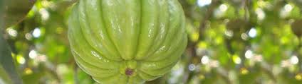 The benefits of garcinia cambogia plus garcinia cambogia plus has been scientifically proven to assist in the management of weight loss including decreased abdominal fat, leaner muscle and faster results. Garcinia Cambogia Does It Work