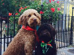 Our dogs are bred for health, temperament. Cielo Australian Labradoodles Doodles