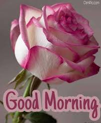 Good morning images rose flowers hd. 55 Good Morning Rose Flowers Images Pictures With Romantic Red Roses Good Morning Roses Good Morning Flowers Good Morning Beautiful Flowers