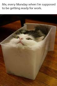 Pin By Lale Var On Komik In 2020 Cute Funny Animals Cats Cute Cats