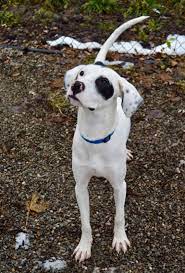 Adopt Dale On Petfinder Dog Adoption Rescue Dogs Cute Dogs