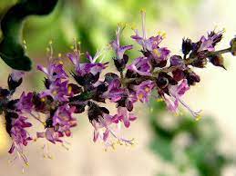 Tulsi Flower Essence Holy Basil Dream Herbs Holy Basil Sacred Plant