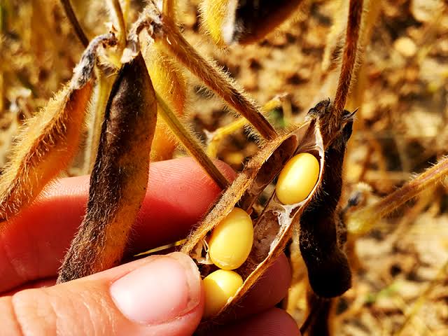 The Whole Grains Story: Soybeans #WhereDoGrainsGo - Good in Every Grain