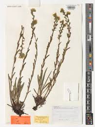 Image result for Polysphaeria harrisii