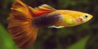 How to care for fish. Guppy Fish Care How To Care For Guppies