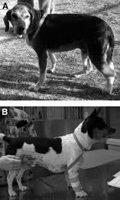 Nephrotic Syndrome In Dogs Clinical Features And Evidence Based Treatment Considerations Sciencedirect