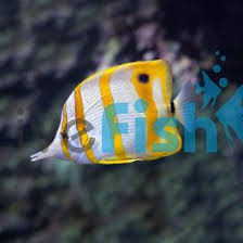 Copperband Butterfly Fish For Aiptasia Anemone Control - Youtube