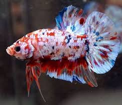 Pin By Ning Ds On Betta Splendens Betta Aquarium Betta Fish Types Betta