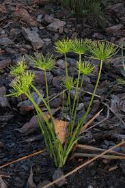 Image result for Cyperus prolifer