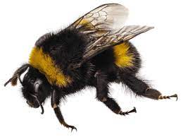 The bumblebee is known more for its loud low buzz, while the honeybee is known for the nectar syrup we. Carpenter Bees Vs Bumblebees