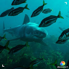 It's expected to fly an average of 250 miles a day copyright 2021 nexstar media inc. Shark Week Sharkweek Instagram Photos And Videos