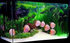 Fresh Water Fish Tank Panosundaki Pin