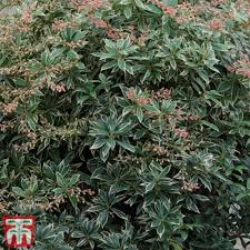 Image result for Pieris japonský little heath obrázek