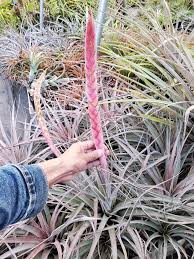 Image result for Searsia monticola