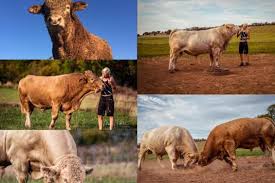 In einem mastbetrieb im bayerischen rothenburg ob der tauber sind unzählige rinder verendet, weitere tiere könnten sterben. Bauernhofbrand Zahlreiche Verendete Tiere Und Millionenschaden Agrarheute Com