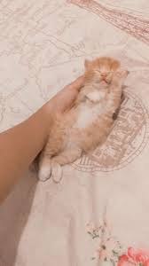 Ive finally found here it is my empty piece of tt a after i5. 23 Ide Cats Di 2021 Kucing Anak Kucing Gemas Anak Kucing