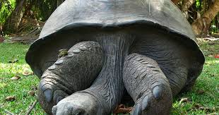 Endangered Animals List With Pictures And Names Yourtripto Endangered Animals List Endangered Animals List Of Animals