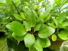 Image result for Melolobium microphyllum