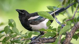 Like other members of their family, they are widely considered to be intelligent creatures. Black Billed Magpie Audubon Field Guide