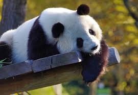 What are some cute panda names? 151 Cute And Funny Panda Names Animal Hype