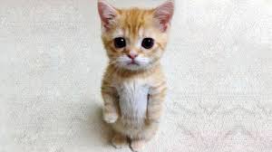 Posted on august 4, 2014 by michael broad august 4, 2014. Omg So Cute Cats Best Funny Cat Videos 2021 78 Youtube
