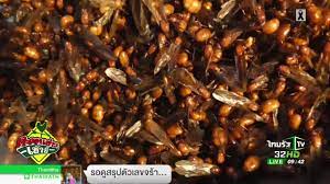 แมงมันทางภาคอีสานจะออกเร็วกว่าภาคเหนือครับช่วงเม.ย.ถ้าฝนตกจะเห็นแมงมันแม่ตัวแดงๆ มาตอมไฟ แต่ทางอีสานจะไม่รู้จัก ไม่มีใครกิน ส่วนทางภาค. à¹à¸¡à¸‡à¸¡ à¸™ à¸£à¸²à¸„à¸²à¹à¸žà¸‡ à¸à¸ à¸¥à¸° 2 500 à¸šà¸²à¸— 16 05 60 à¸•à¸°à¸¥à¸­à¸™à¸‚ à¸²à¸§à¹€à¸Š à¸²à¸™ Youtube