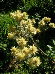 Image result for Phylica emirnensis