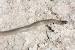 Rat Snake Garden Snake Texas
