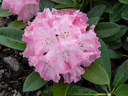Dieser so weise ratschlag stammt von unserem gründer, dem hl. Der Rhododendron Shop Von Hobbie Aus Westerstede Rendezvous Yakushimanum Hybride Zuchter Hachmann Hobbie Rhododendronpark Wuchs Flach Kompakt Detail Neutrieb Silbrig Blute Rosa Innen Heller Blutenrand Gekrauselt Winterhart Mai