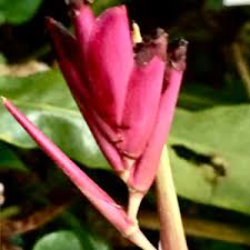 Image result for Marantochloa