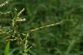 Image result for Urochloa deflexa