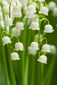 We did not find results for: 50 Flowers With Surprising Meanings Meanings Of Flowers